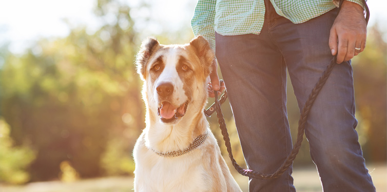 10 Reasons Every Man Should Have a Dog