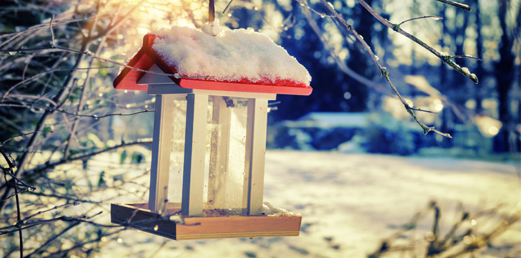 bird feeder in winter