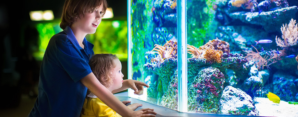 10 best aquarium filters