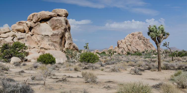 joshua tree national park, california