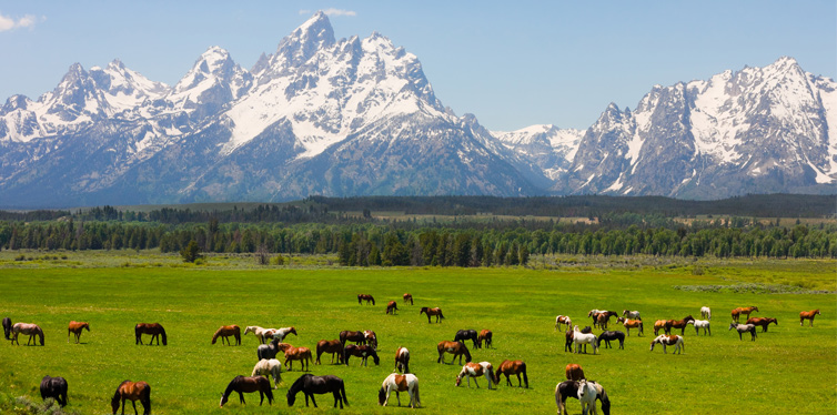 grand tetons