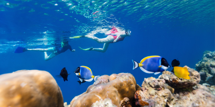 people snorkeling