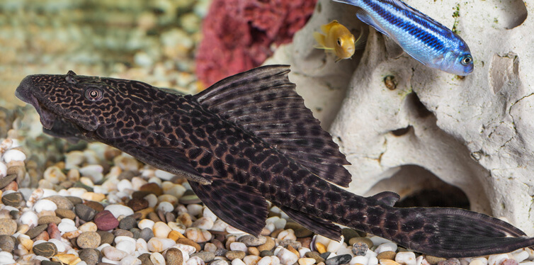 catfish
