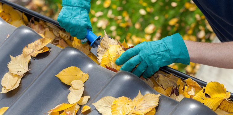 cleaning leaves