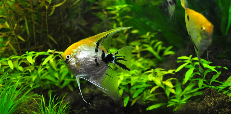 fish in a fish tank