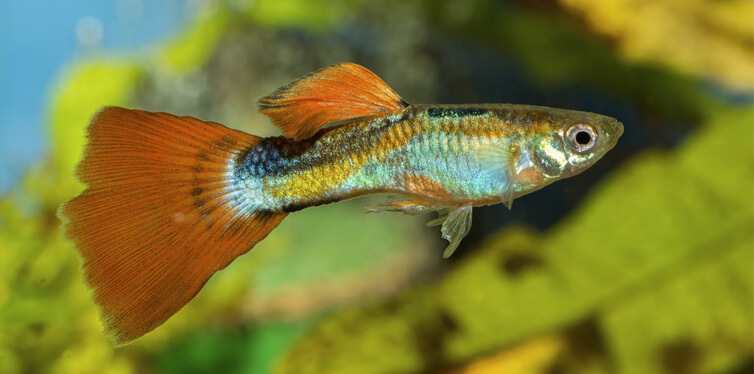 guppy fish