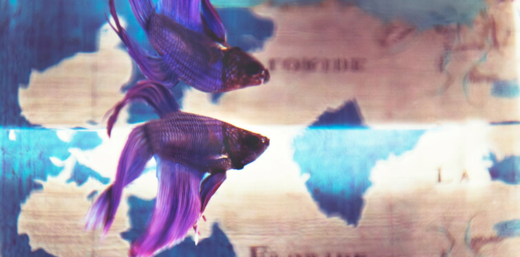 purple fish