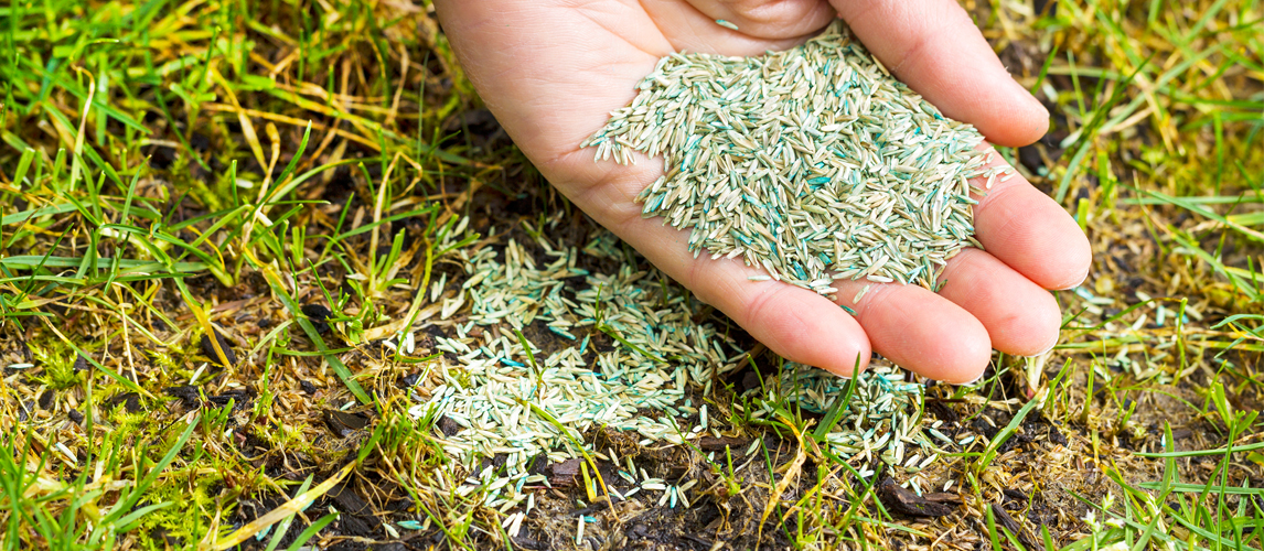 Best Grass Seeds In 2022 [Buying Guide] Gear Hungry