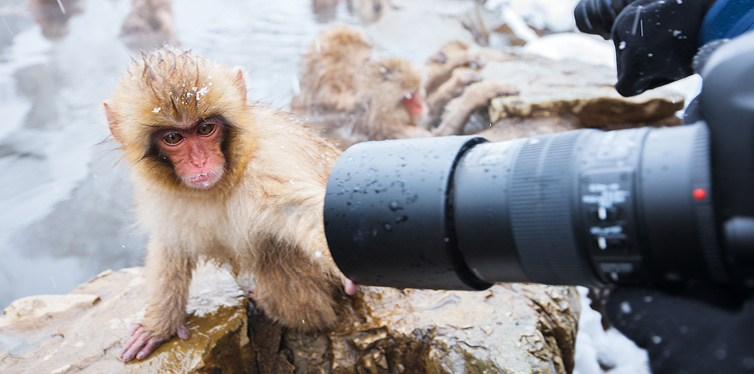 taking photos of animals