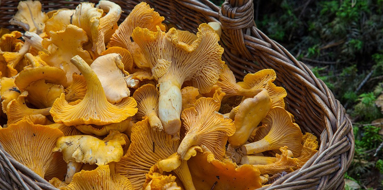 a basket of mushrooms