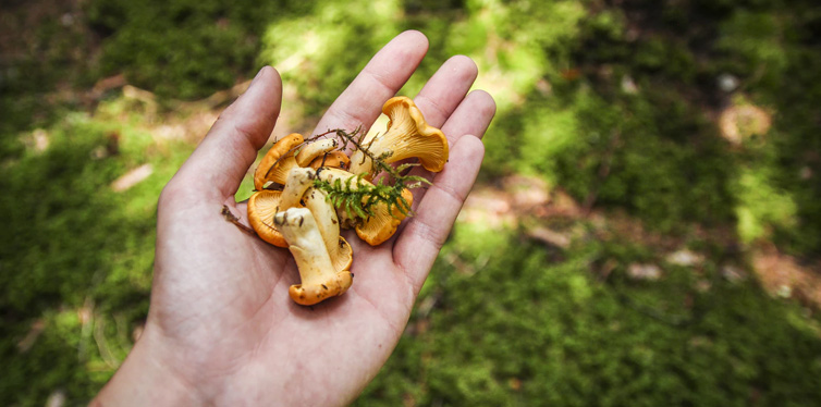 a person holding some mushrooms