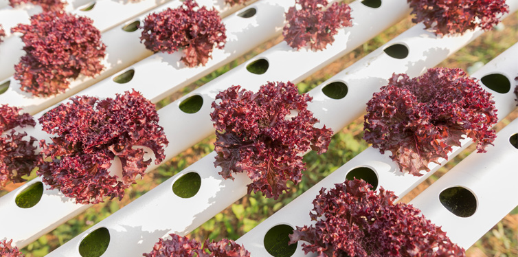 aquaponic red oak leaf lettuce plantation