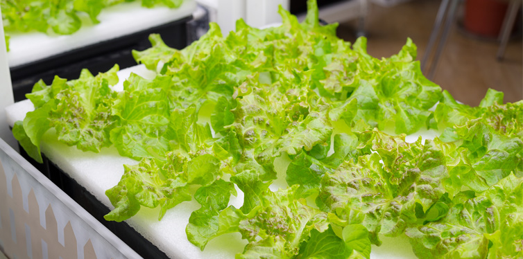 hydroponic vegetable garden farm
