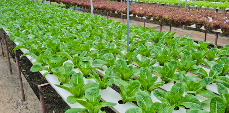 hydroponic vegetables