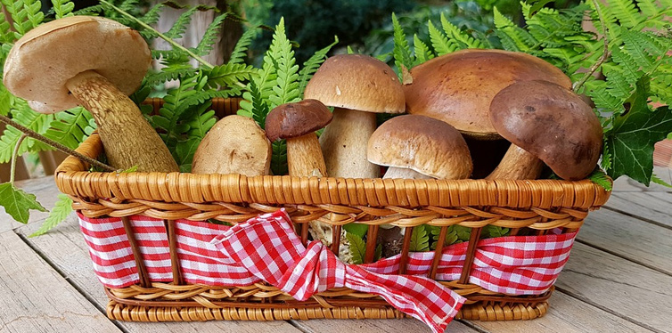 mushrooms in a basket