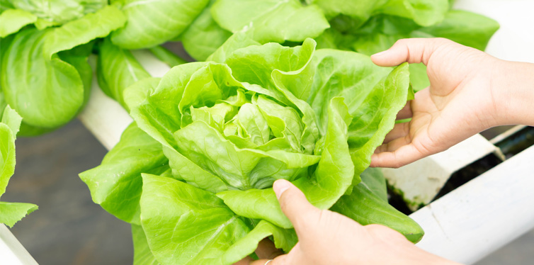 person holding fresh vegetable hydroponic