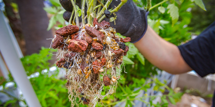 plant in an aquaponics system