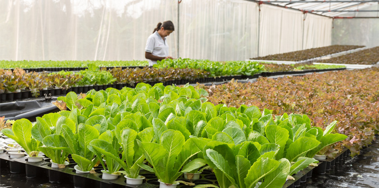 vegetables aquaponics farm
