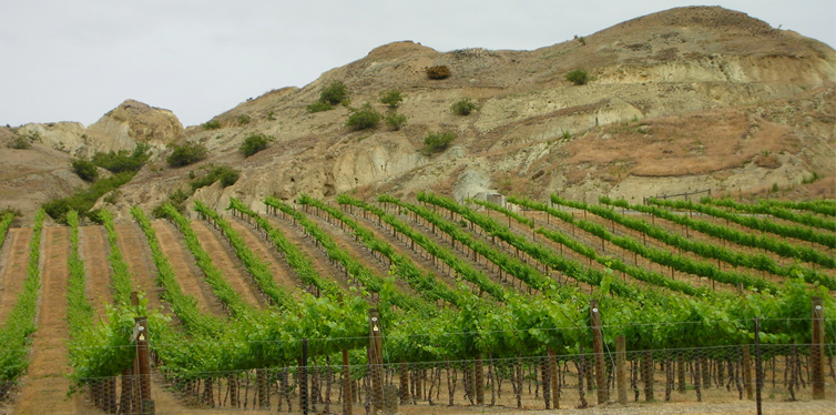 central otego vineyard