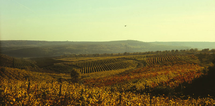 chisinau, moldova vineyard