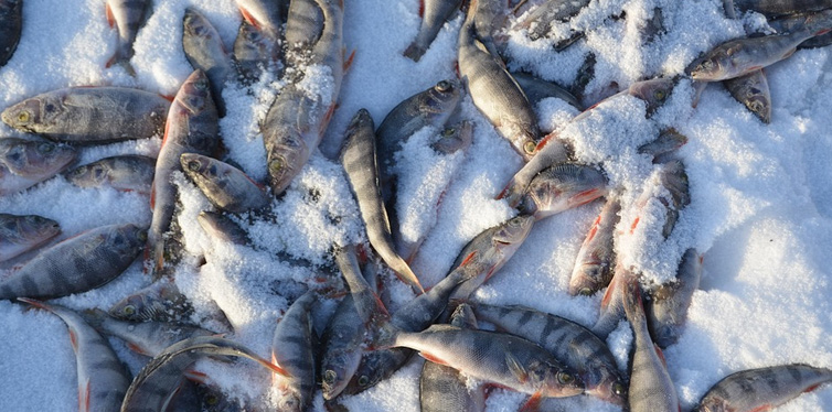 fish on ice