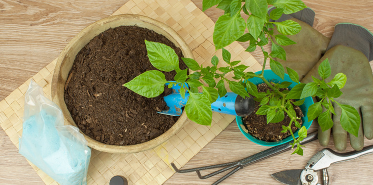 seeding chilli peppers