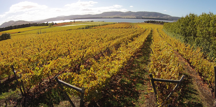 tasmania vineyards