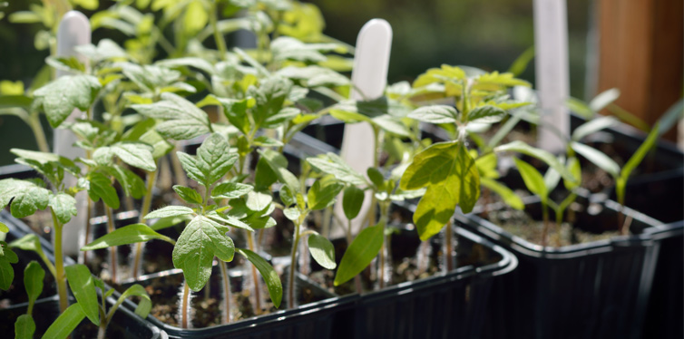 tomato seedings
