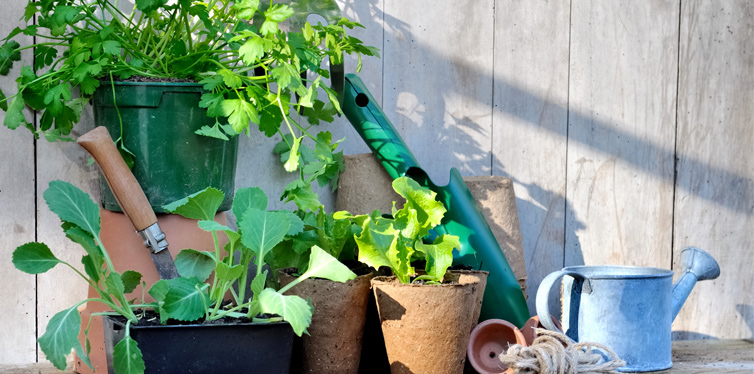 Top Tricks To Grow Food Without A Garden - Gear Hungry