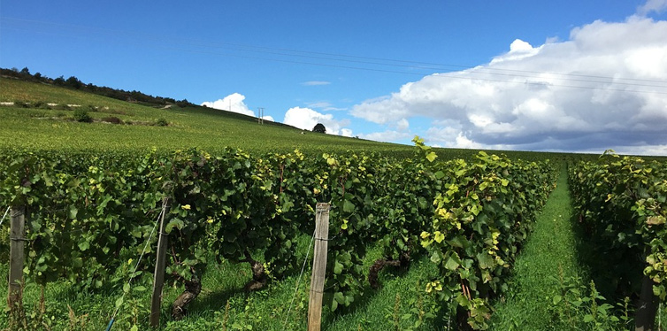 vineyard burgundy, france