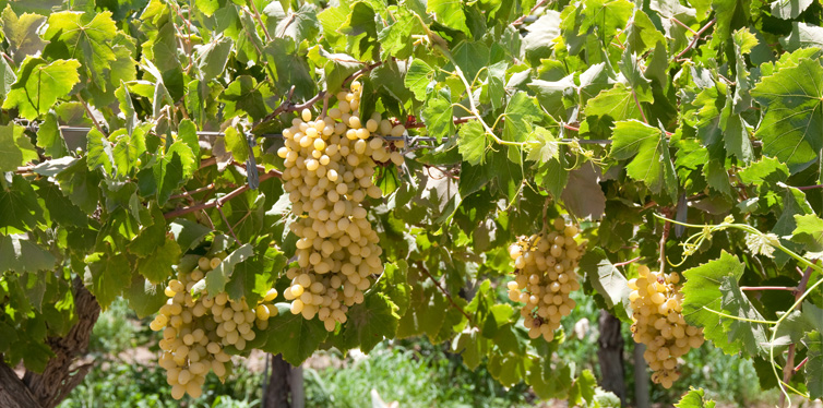 vineyard elqui valley, chile