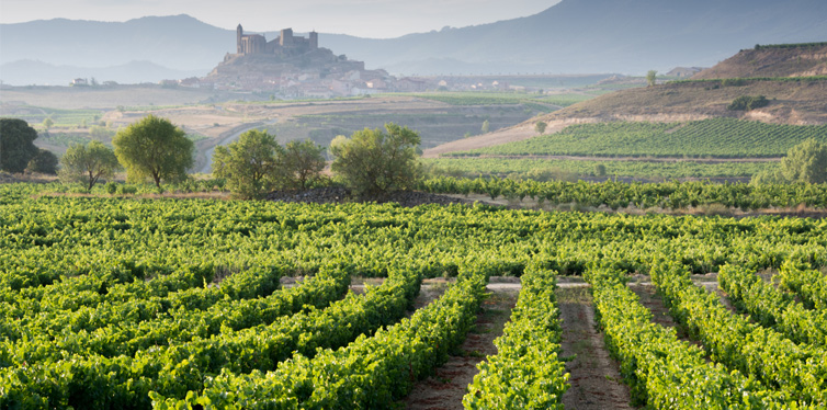 vineyard la rioja spain