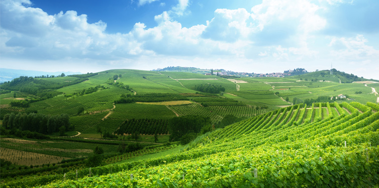vineyard piedmont, italy