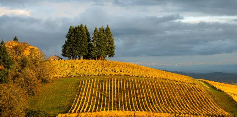 vineyard willamette valley, oregon