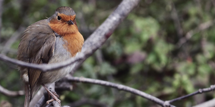 bird watching in the fall