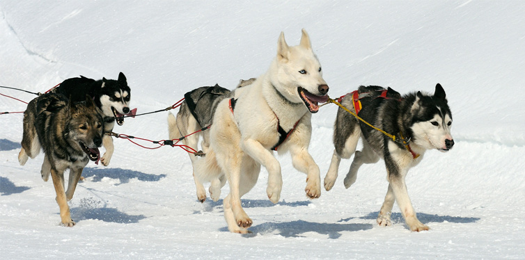 dog sled ride