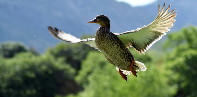 duck flying