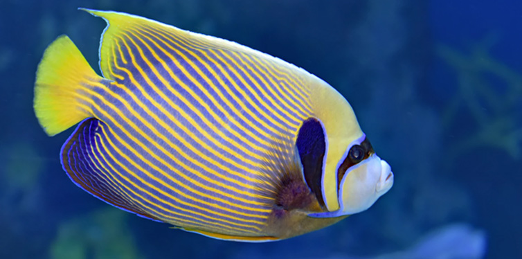 emperor angelfish