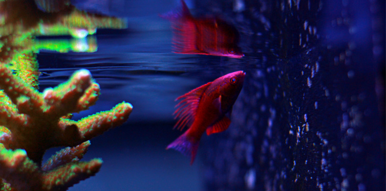 fish in aquarium