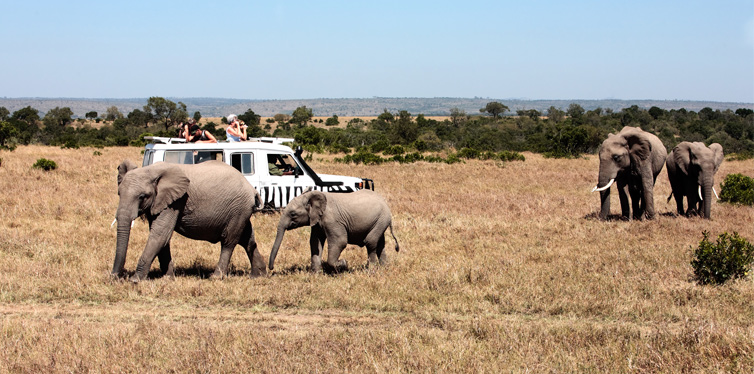 going on a safari trip