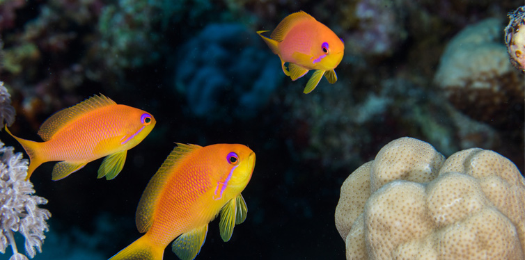 lyretail anthias