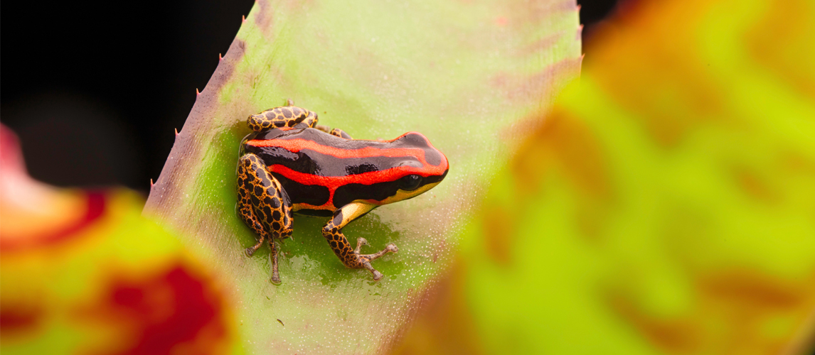 10 Of The Most Dangerous Animals In The World