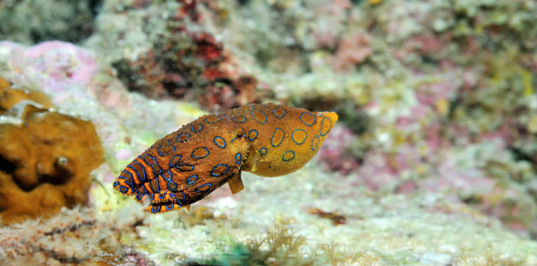 blue-ringed octopus
