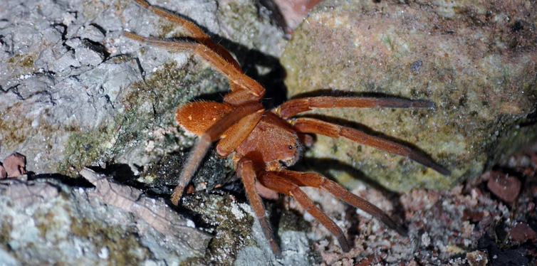 brazilian wondering spider