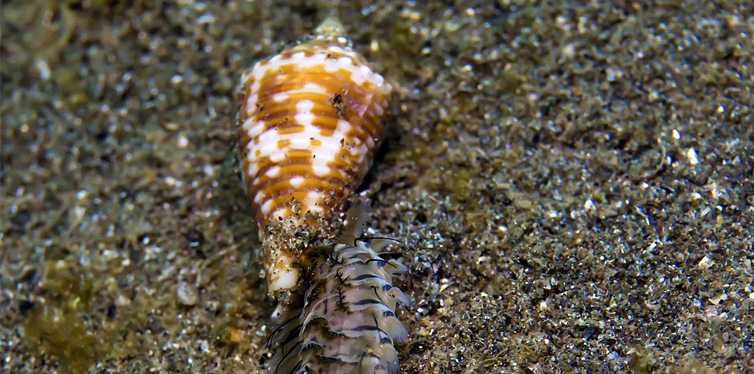 cone snail