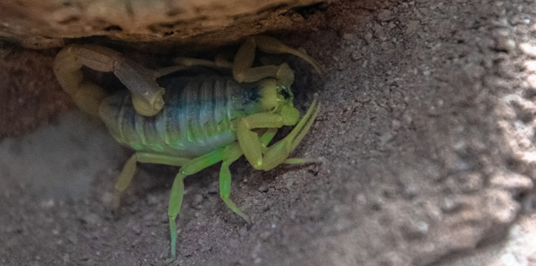 deathstalker scorpion