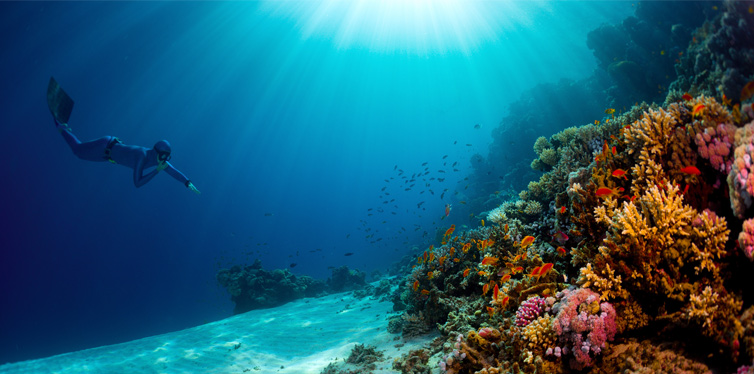 freediver