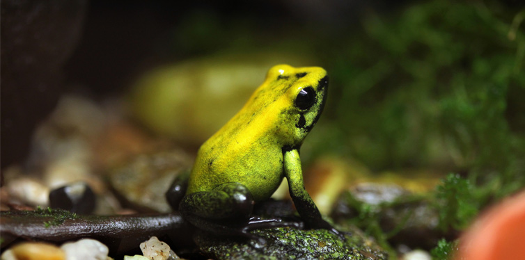 golden dart frog