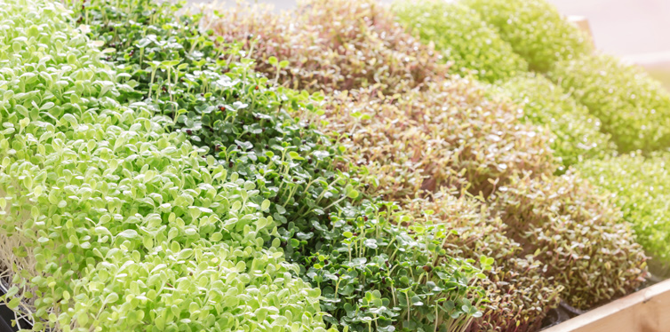 growing micro greens at home