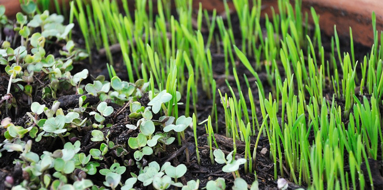 growing microgreens at home